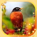 Birds Live Wallpaper APK