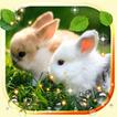 Bunnies Live Wallpaper