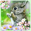 Bunny n Flowers APK