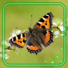 Butterflies Photo icon
