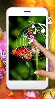Butterflies Photo poster