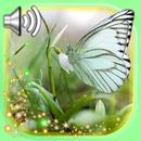 Butterfly Spring APK