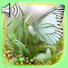 Butterfly Spring आइकन