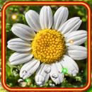 Camomile Summer live wallpaper APK