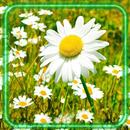 Camomiles Field APK