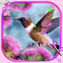 Colibri Songs LWP APK