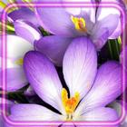 آیکون‌ Crocuses Amazing