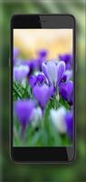 پوستر Crocuses Amazing