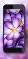 برنامه‌نما Crocuses Amazing عکس از صفحه