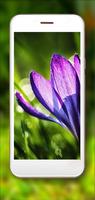 برنامه‌نما Crocuses Amazing عکس از صفحه