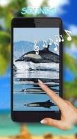 Dolphin Voice Poster