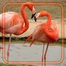 Flamingo Bright APK