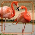 Flamingo Bright アイコン