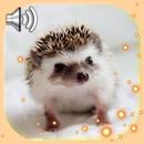 Hedgehogs Cool Live Wallpaper APK