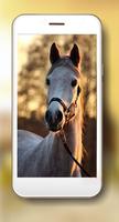 Horses Collection 截图 3