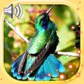 Hummingbird Exotic