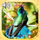 Hummingbird Exotic APK