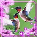 Hummingbirdes Love APK