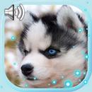Husky Puppies Live Wallpaper APK