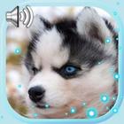 Husky Puppies icône