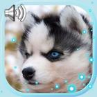 Husky Puppies أيقونة