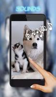 Husky Puppies Affiche