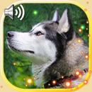 Husky Sounds Live Wallpaper APK