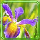 Irises Japan آئیکن