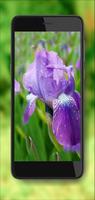 Irises Japan اسکرین شاٹ 3