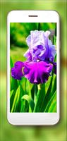 Irises Japan پوسٹر