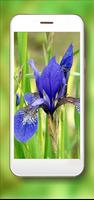 Irises Japan اسکرین شاٹ 1
