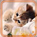 Kittens Live Wallpaper APK