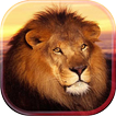 Lion Wild live wallpaper