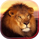 Lion Wild live wallpaper APK