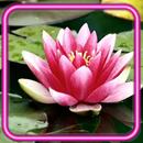 Lotus Lily Water-APK