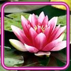 Lotus Lily Water Zeichen