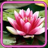 Lotus Lily Water icon