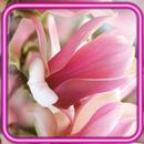 Magnolia Bloom HD APK