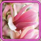 Magnolia Bloom HD 아이콘