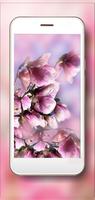 Magnolia Bloom HD 포스터