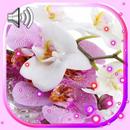 Orchids LWP APK