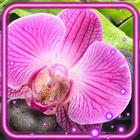 Orchids Nice أيقونة