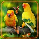 Попугаи и Колибри APK