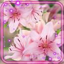 Pink Lilies Live Wallpaper APK