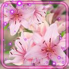 Pink Lilies icône