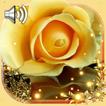Roses Gallery Live Wallpaper