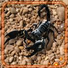 ikon Scorpions Danger