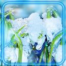 Snowdrops Early APK