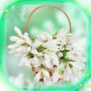 Snowdrops Spring Bouquet APK