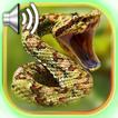 Snake Sounds